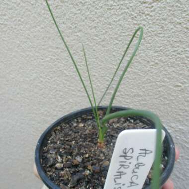 Albuca spiralis syn. Ornithogalum circinatum