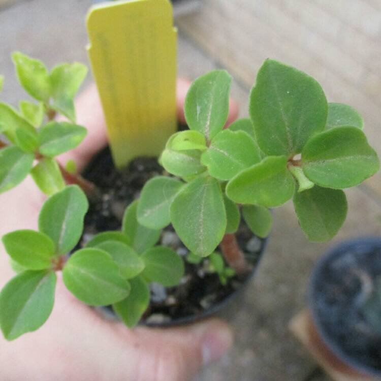 Plant image Peperomia blanda