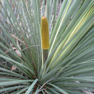 Xanthorrhoea resinosa