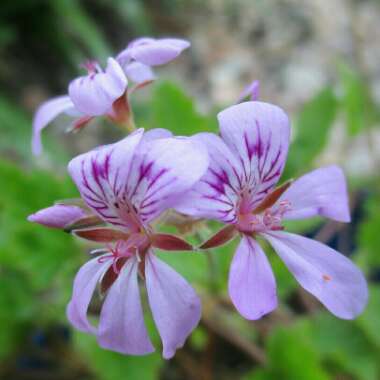 Pelargonium australe