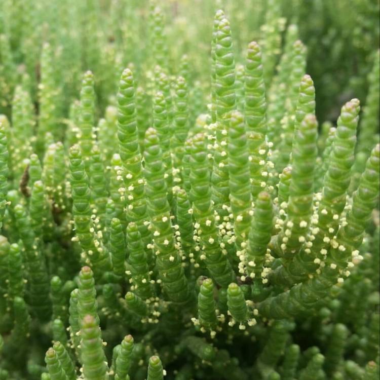 Plant image Tecticornia lepidosperma