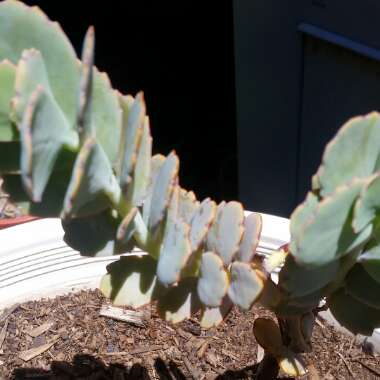 Kalanchoe Fedtschenkoi