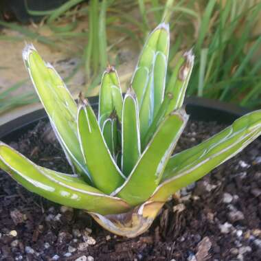 Agave 'victoriae-reginae'