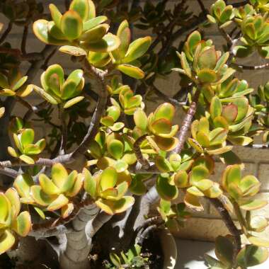 Crassula ovata 'Hummel's Sunset'