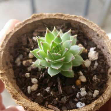 Sempervivum Tectorum var. Calcareum