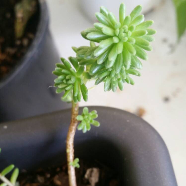 Plant image Sedum Multiceps