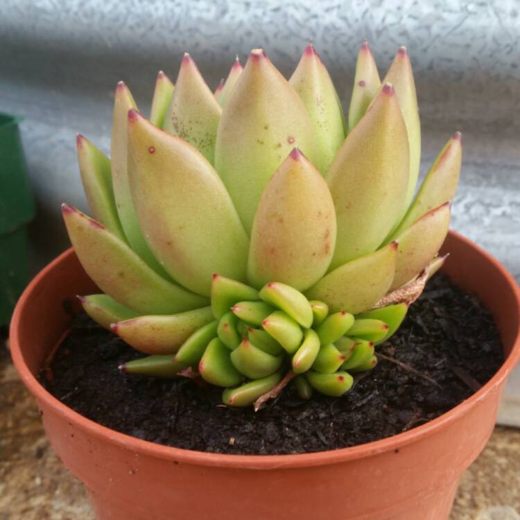 Plant image Echeveria Agavoides Lem