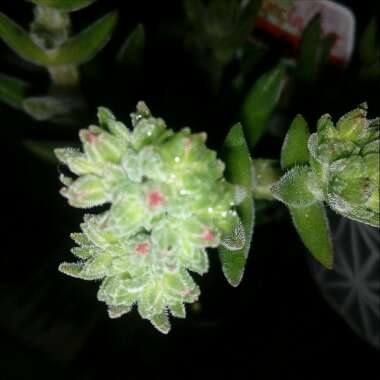 Crassula mesembryanthemoides subsp. mesembryanthemoides