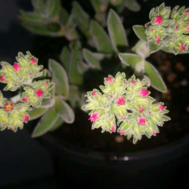 Crassula mesembryanthemoides subsp. mesembryanthemoides