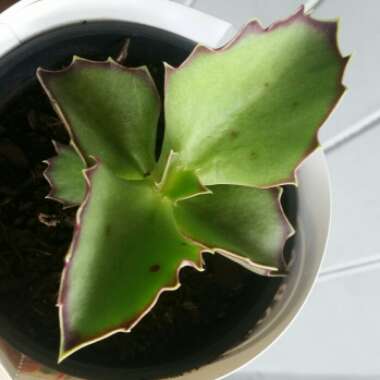 Kalanchoe Synsepala 'Gremlin'