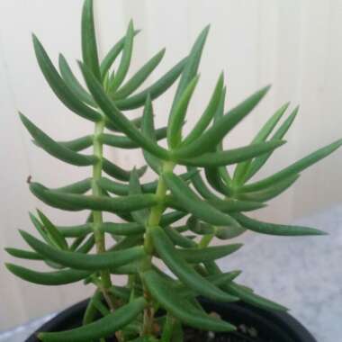 Crassula 'Tetragona'