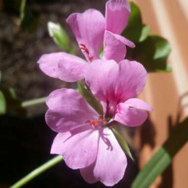 Pelargonium 'Temprano Mix' (Temprano Series)