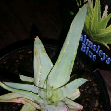 Aloe 'Walmsley's Blue'