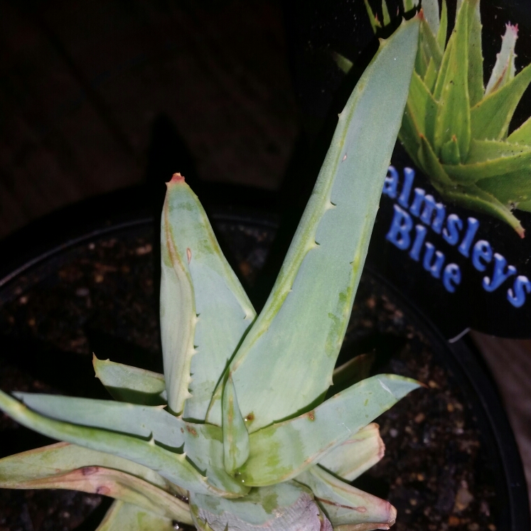 Plant image Aloe 'Walmsley's Blue'