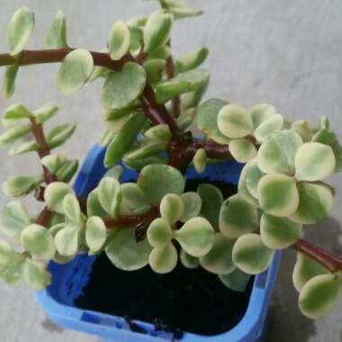 Portulacaria Afra Variegata