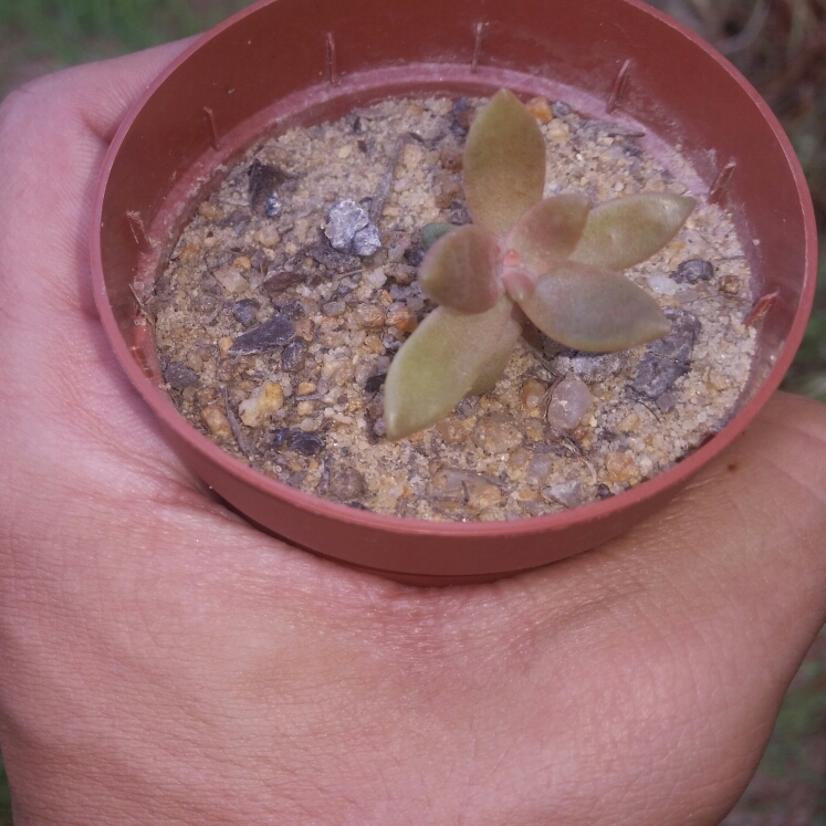 Plant image x Lenopetalum 'Chocolate'