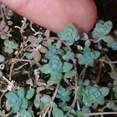 Sedum Dasyphyllum