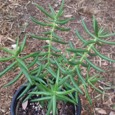 Crassula 'Tetragona'