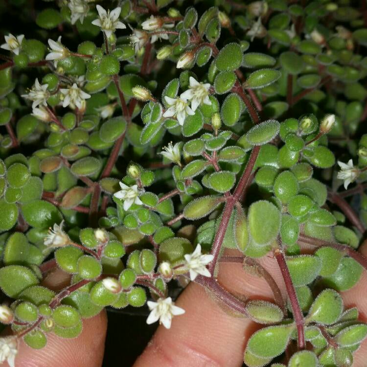 Plant image Crassula expansa subsp. fragilis