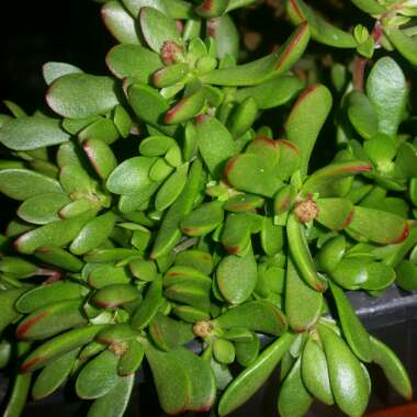 Crassula anomala syn. Crassula atropurpurea var. anomala