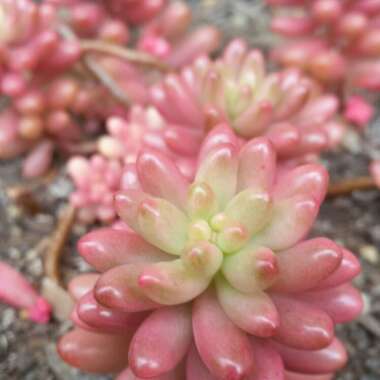 Sedum Rubrotinctum 'Aurora'