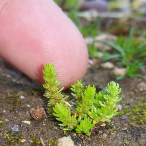 Plant image Crassula