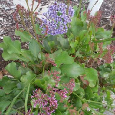 Limonium peregrinum