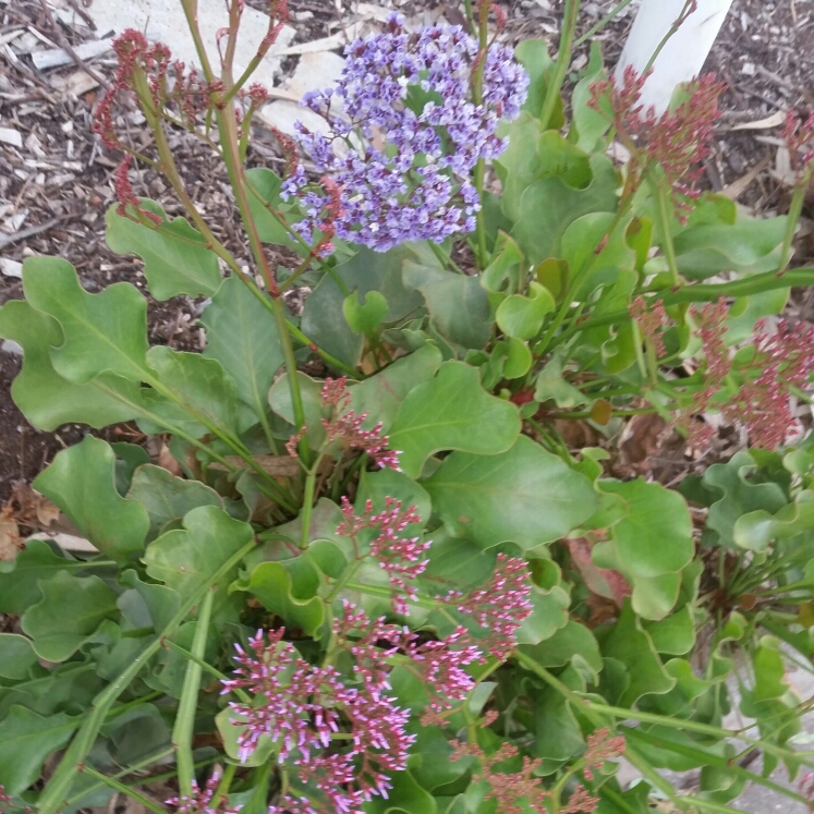 Plant image Limonium peregrinum