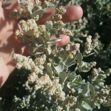 Atriplex nummularia