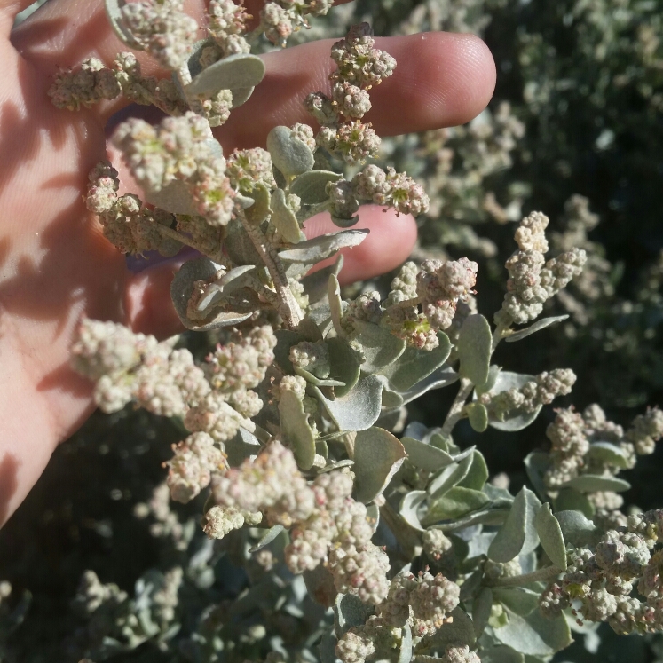 Plant image Atriplex nummularia