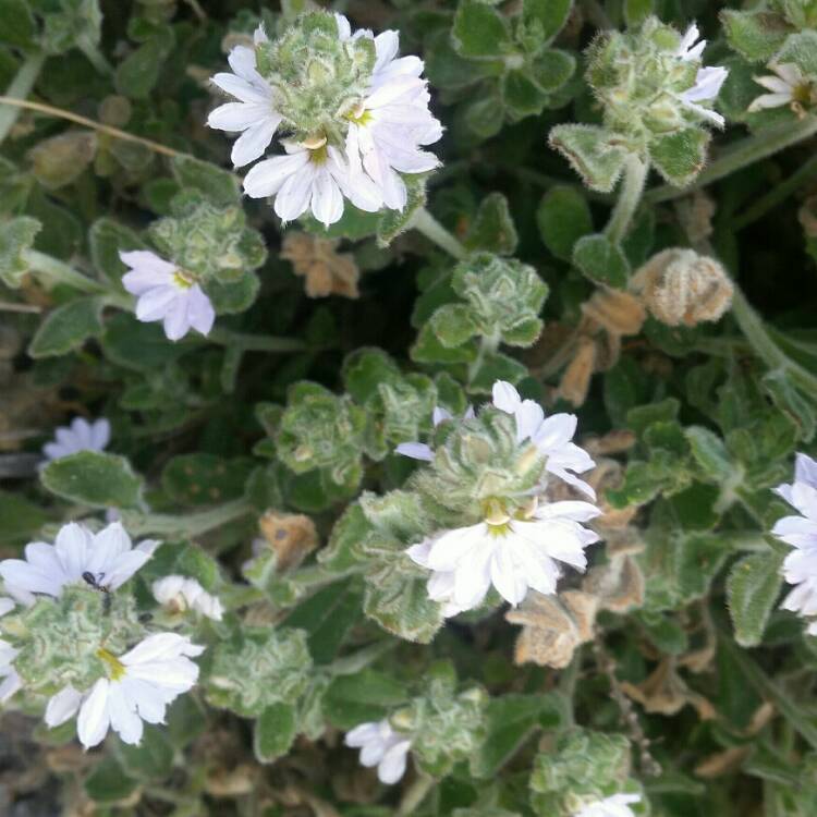 Plant image Scaevola aemula