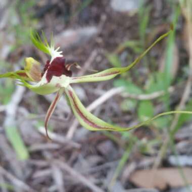 Caladenia 'Incensa'