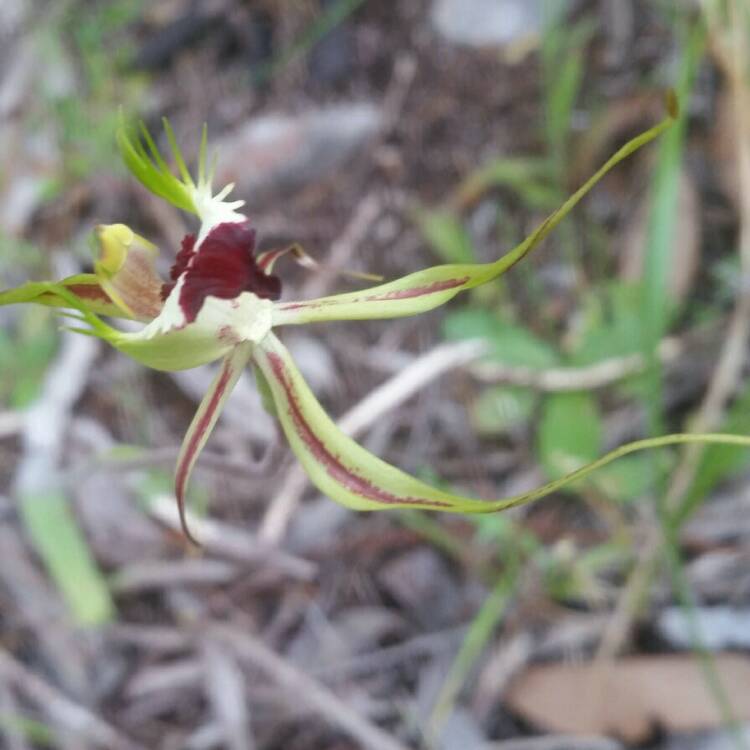 Plant image Caladenia 'Incensa'