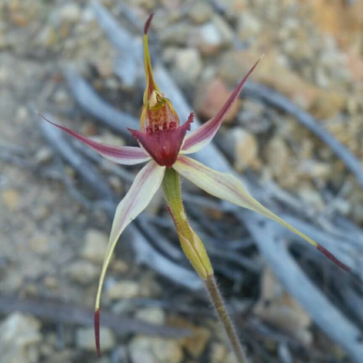 Plant image Caladenia 'Incensa'