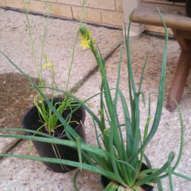 Bulbine bulbosa syn. Bulbinopsis bulbosa