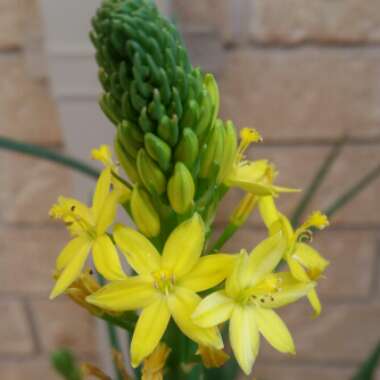 Bulbine bulbosa syn. Bulbinopsis bulbosa