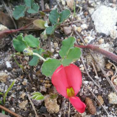 Kennedia prostrata 