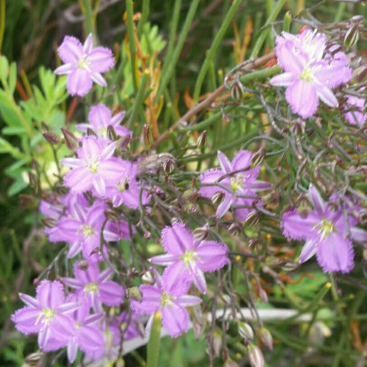 Plant image Thysanotus tuberosus