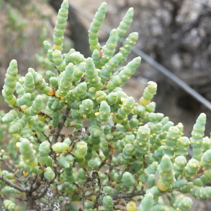 Plant image Tecticornia lepidosperma