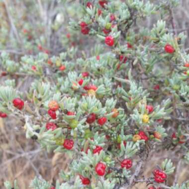 Enchylaena Tomentosa var. Tomentosa