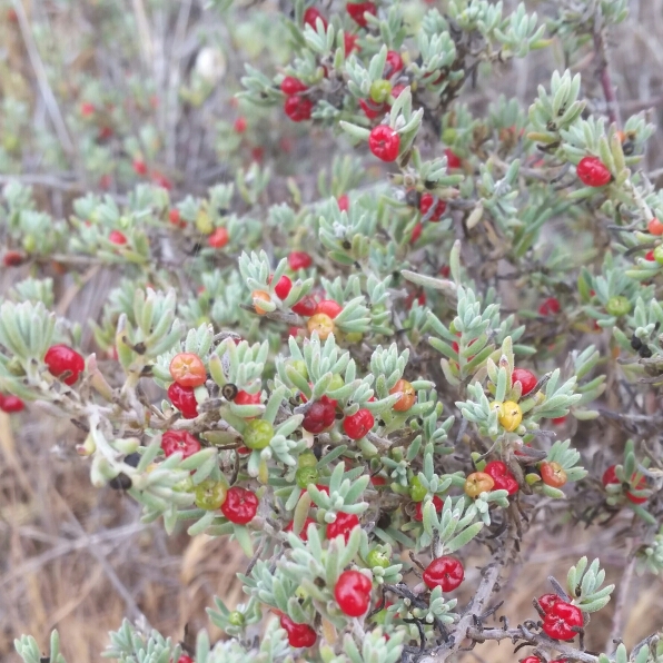 Plant image Enchylaena Tomentosa var. Tomentosa