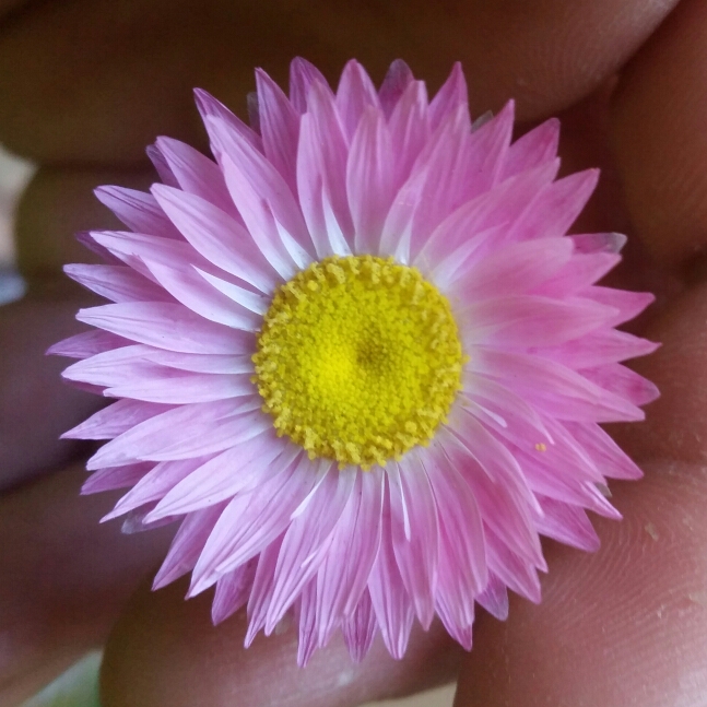 Plant image Rhodanthe chlorocephala subsp. rosea 'Pierrot' syn. Helipterum roseum 'Pierrot', Acroclinium roseum 'Pierrot'