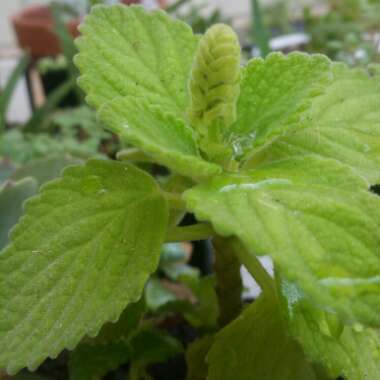 Plectranthus