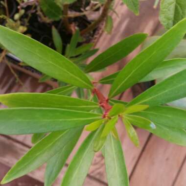 Drimys Lanceolata syn. Drimys aromatica  ;  Tasmannia lanceolata