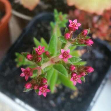 Crassula Schmidtii