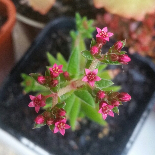 Plant image Crassula Schmidtii