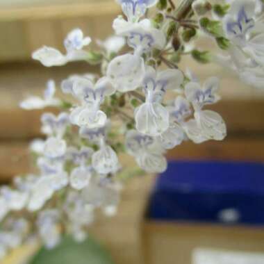 Plectranthus argentatus 'Silver Shield'