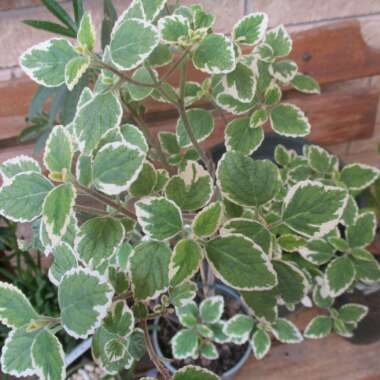 Plectranthus