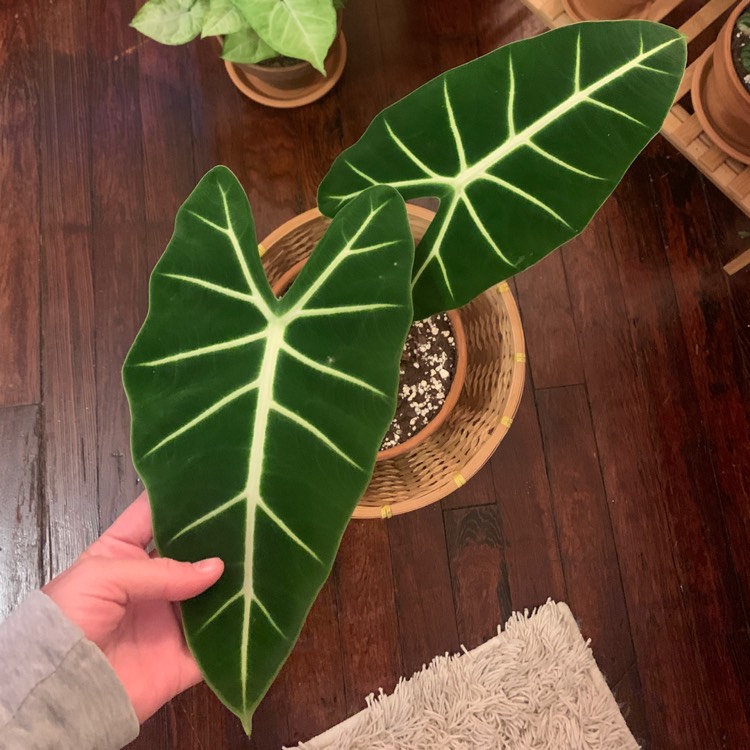 Plant image Alocasia Micholitziana 'Frydek'