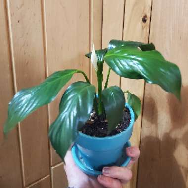 Spathiphyllum kochii